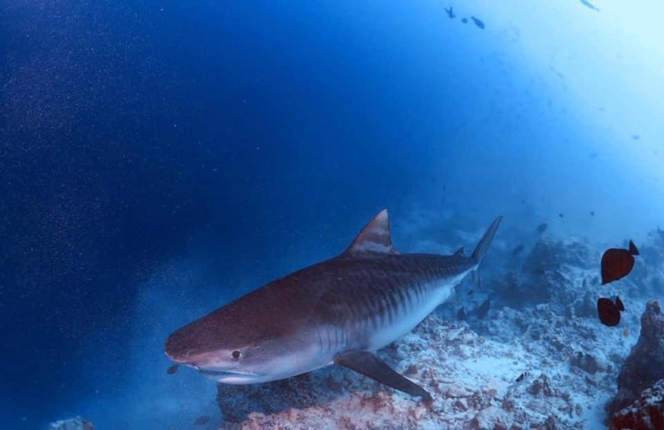 Endhaa, Divers Home Fuvahmulah Exterior foto